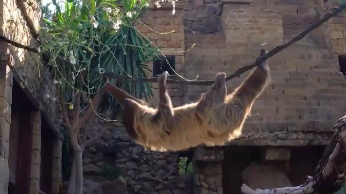 Aquí la Tierra - Perezosos