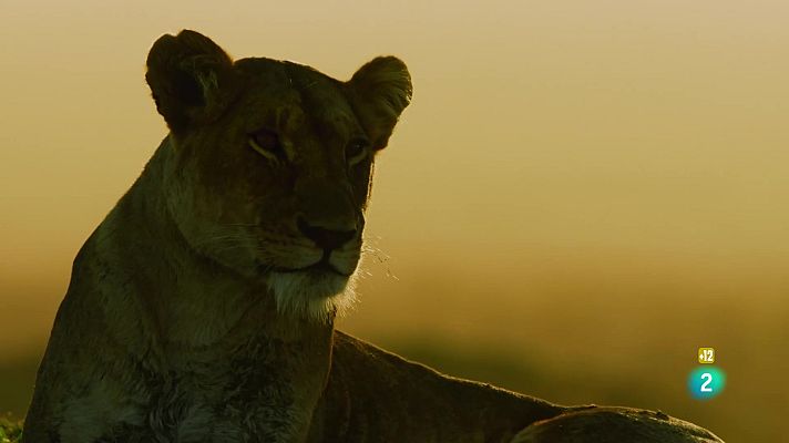 Som Documentals - Una banda molt salvatge: Les armes de l'assassí