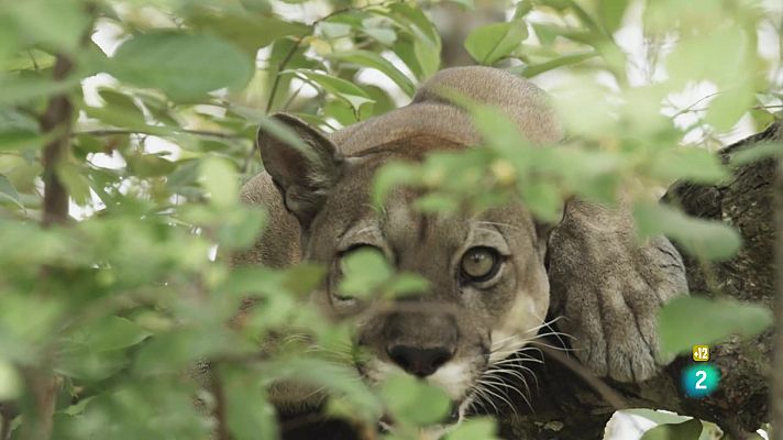 Som Documentals - Una banda molt salvatge: Caçadors freds i calculadors