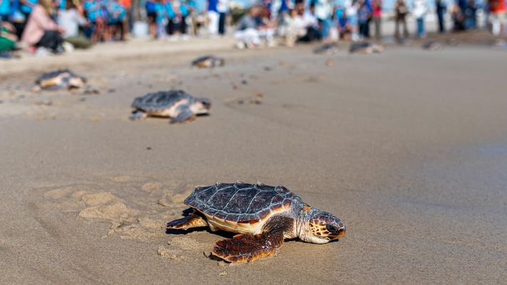 La tortuga boba se asienta en las costas españolas | Ver