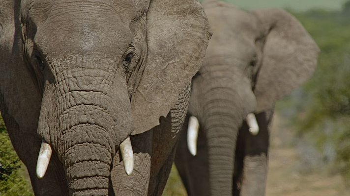 Somos Documentales - La gran historia de los elefantes