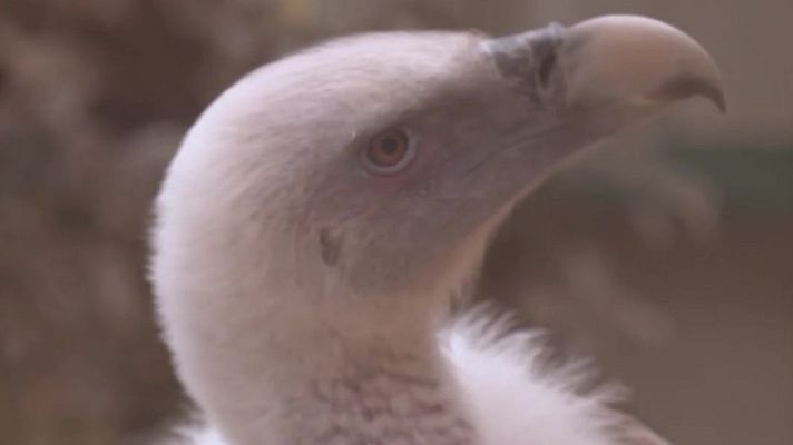 Aquí la Tierra - Recuperación de buitres