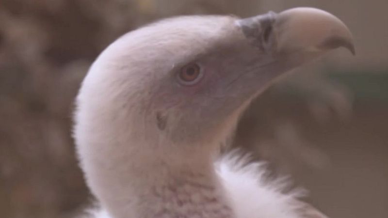 Recuperación de buitres | Ver