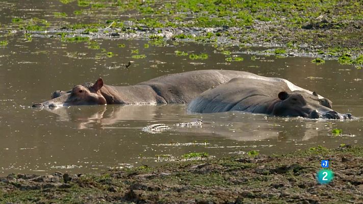 Som Documentals - La vall indòmita: La llacuna dels hipopòtams