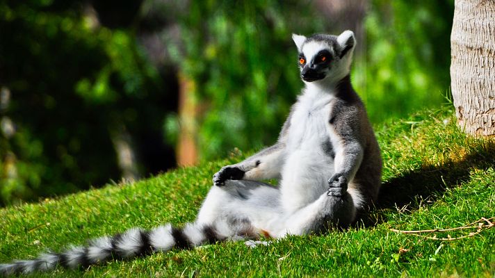 Aquí la Tierra - ¡Feliz día del Lémur!