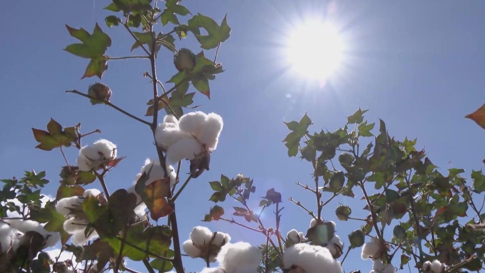 Aquí la Tierra- Algodón 'made in Spain' | Ver