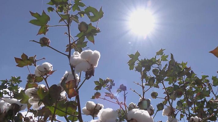 Aquí la Tierra - Algodón 'made in Spain'