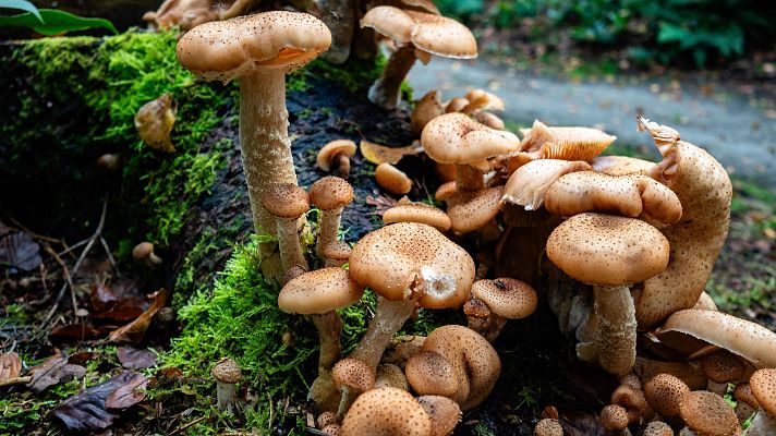 Telediario 1 - El Seprona, durante la temporada de setas, evita su recolección ilegal