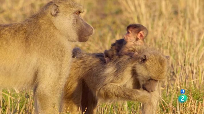 Som Documentals - La vall indòmita: La plana dels banús