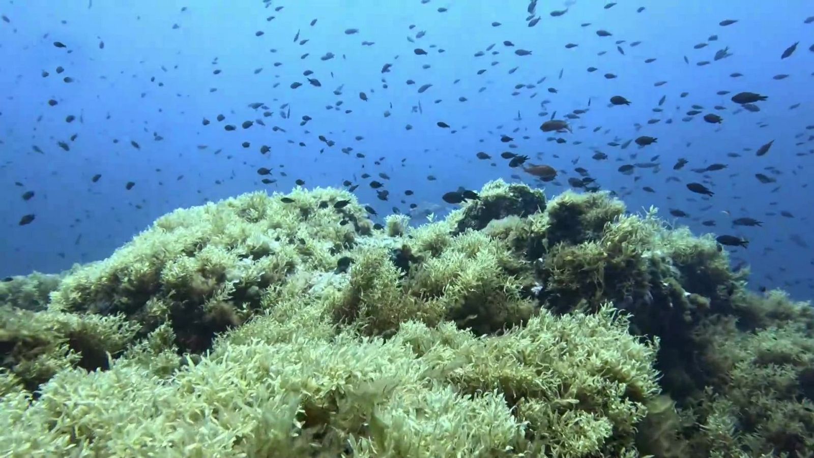 El escarabajo verde - Tesoros profundos - ver ahora