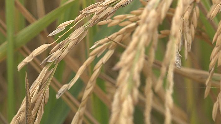 Agrosfera - Agrosfera - 26/10/24