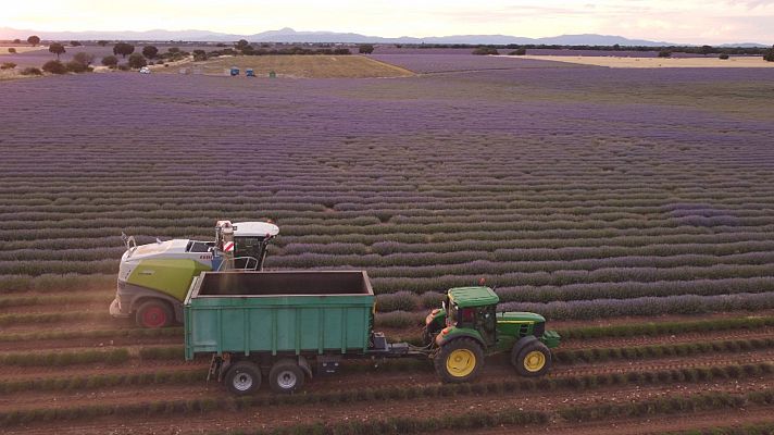 Comando Actualidad - Alarma, plaga