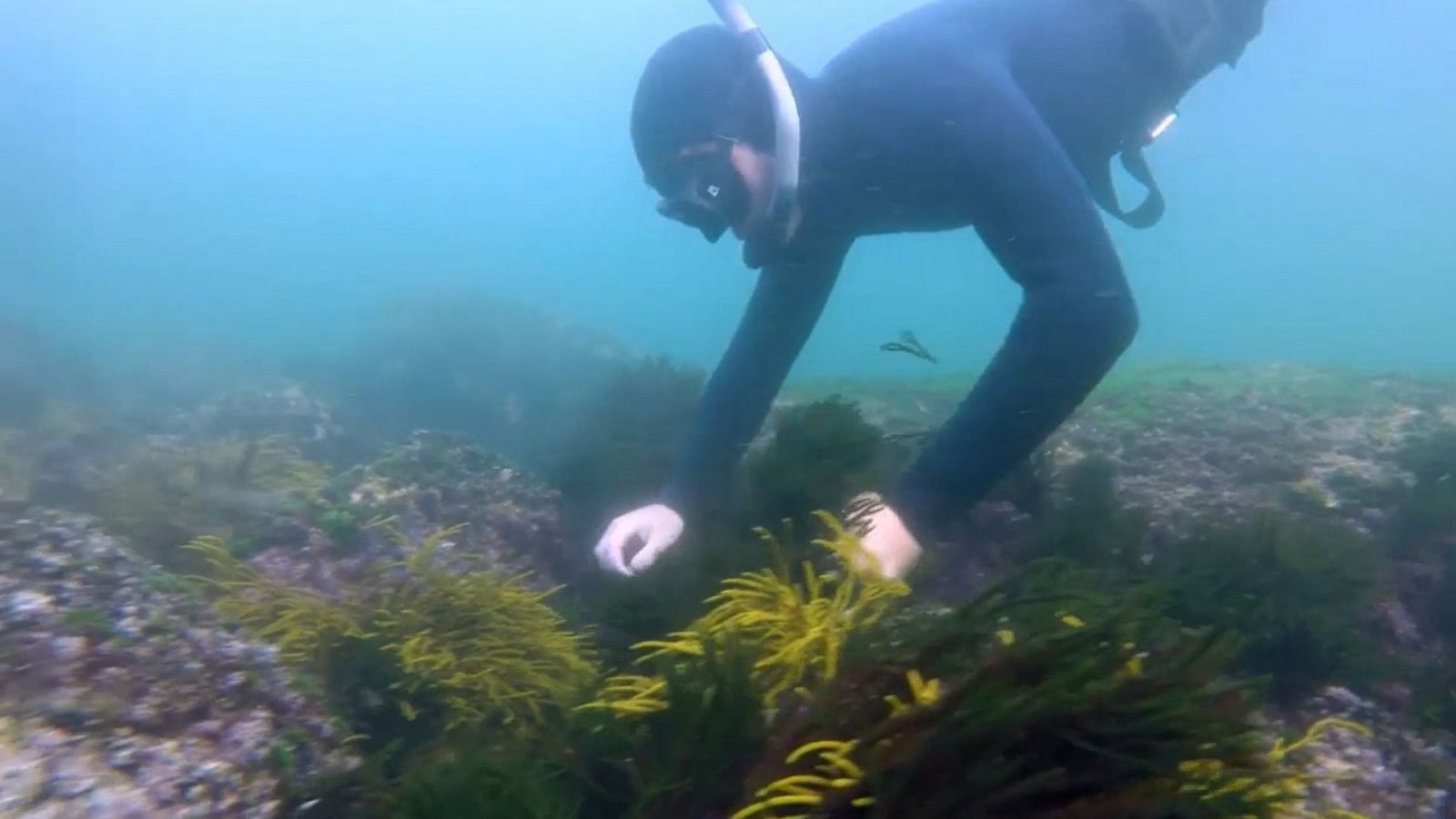 El chef del mar - Camelle - Cedeira - ver ahora