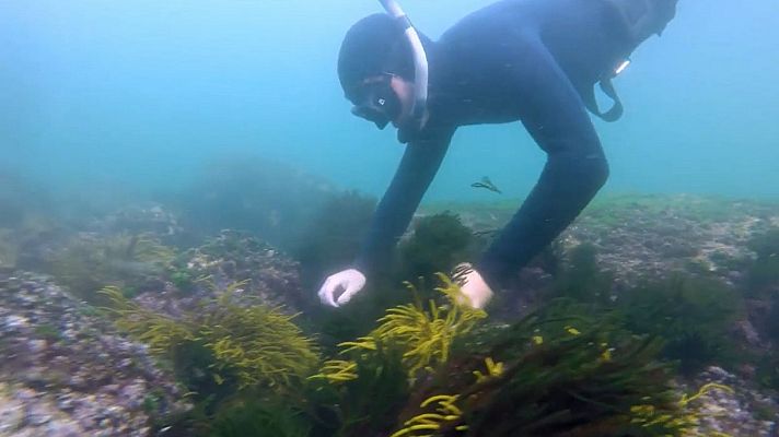 El chef del mar - Camelle - Cedeira