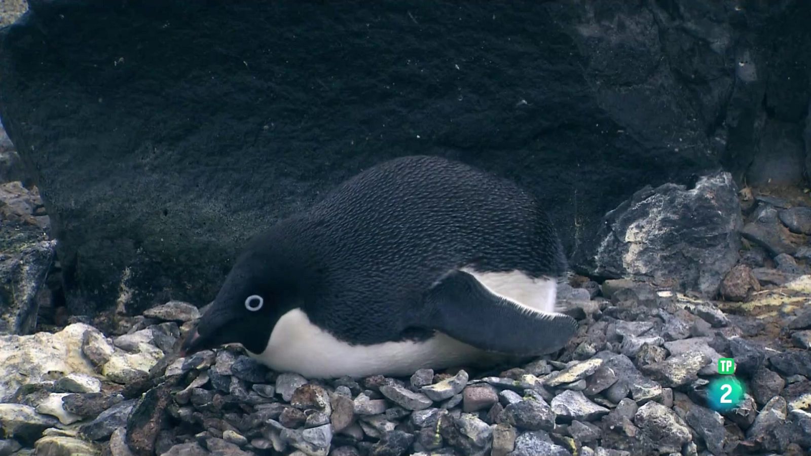 Grans Documentals - L'antàrtic salvatge - Veure ara