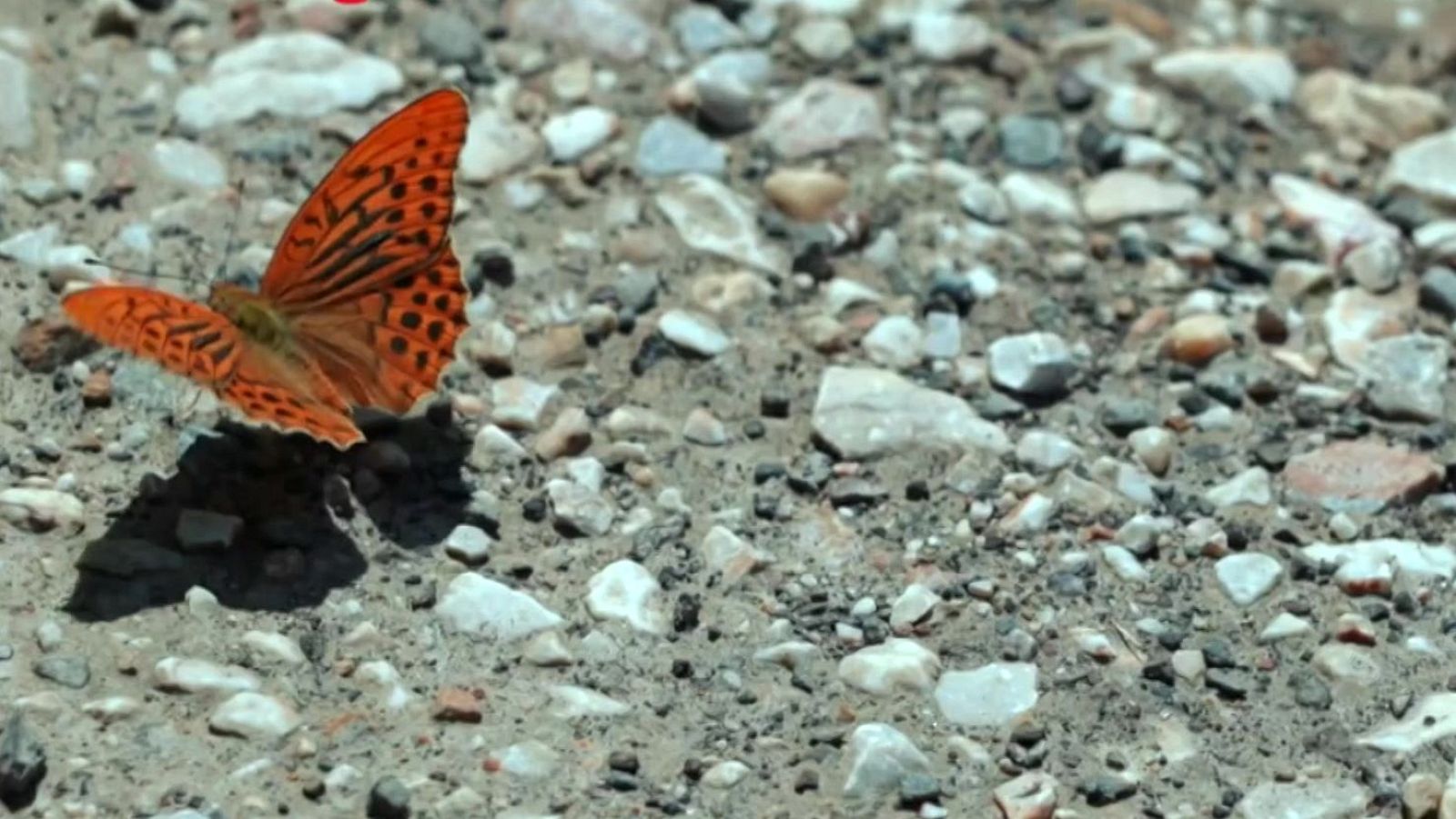 Agenda natural | Ver