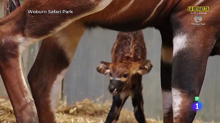 Aquí la Tierra - Bongo de montaña
