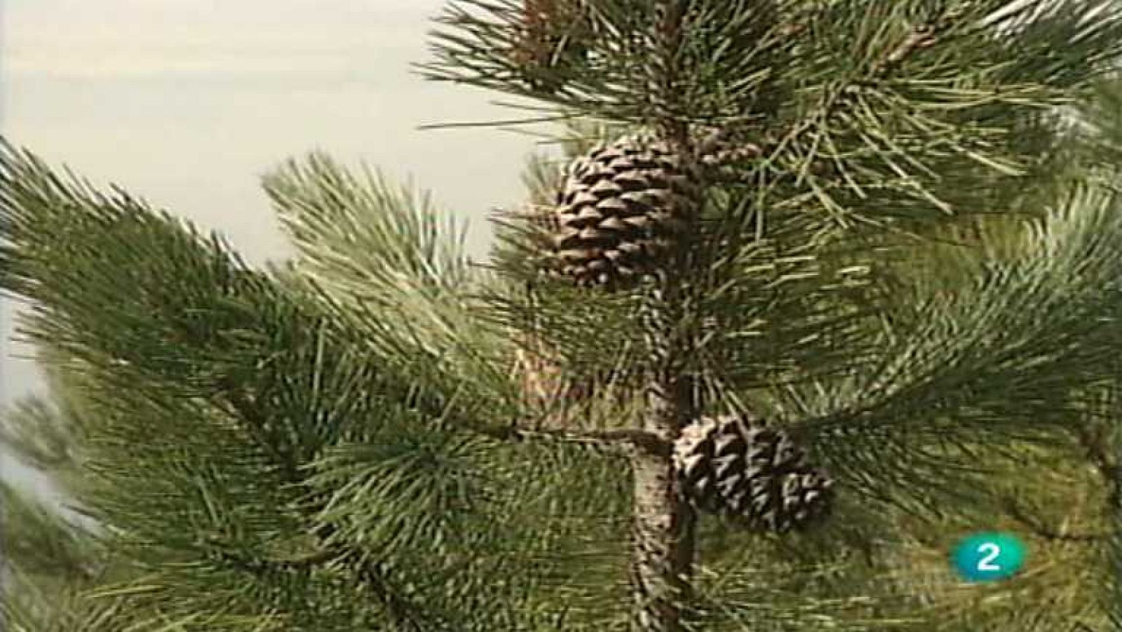 El bosque protector - Sierra Espuña; en el límite del desierto - Ver ahora