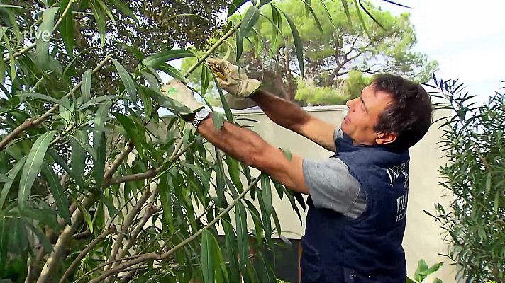 Va de verd - Tipus de poda