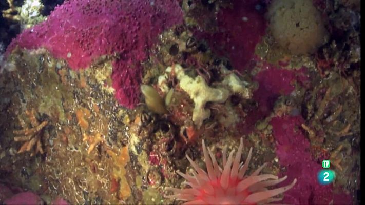 La aventura del Saber - Jardines submarinos