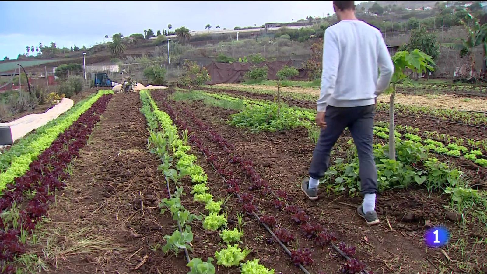 Telecanarias - 29/10/2024