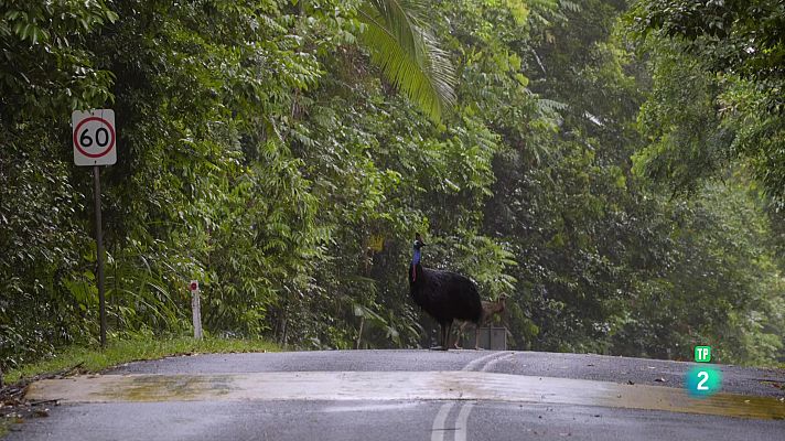 Som Documentals - L'ocell dinosaure