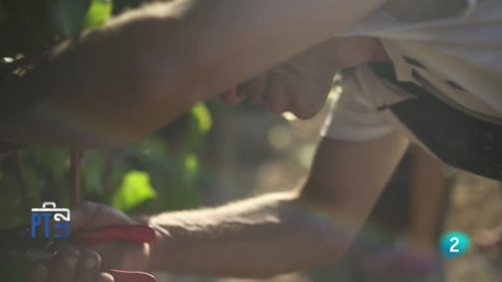 Cooperativa l'Olivera | Ver