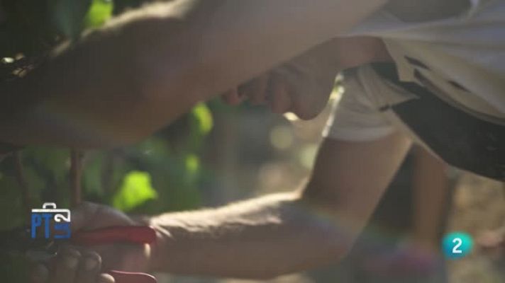 Para todos La 2 - Un proyecto social para elaborar vinos y aceites