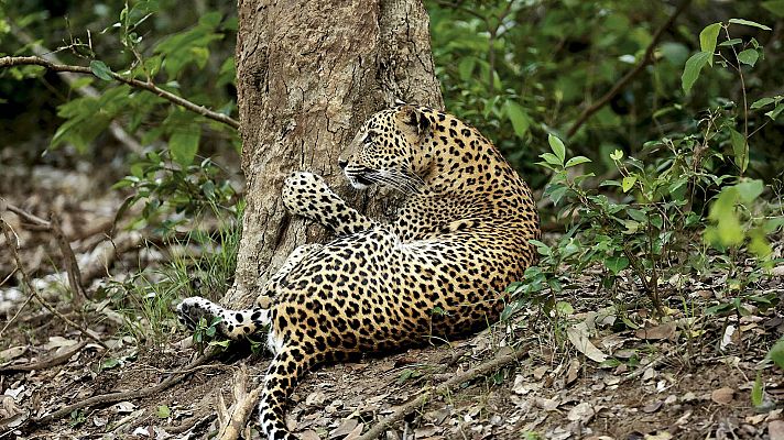 Somos cine - Panteras