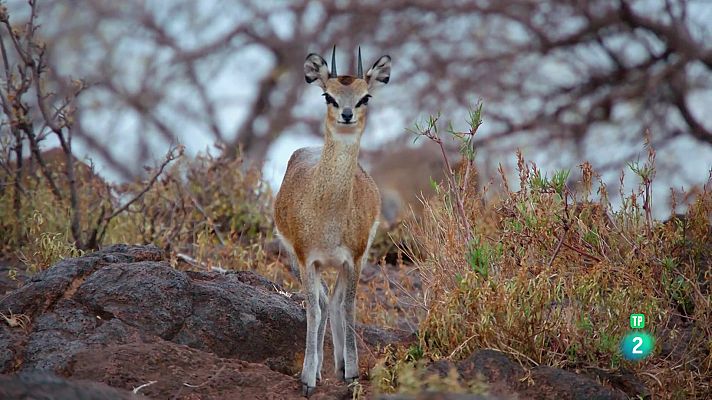 Som Documentals - El món perdut d'Àfrica