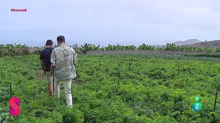 Somos 8 - Somos 8 - 05/11/2024