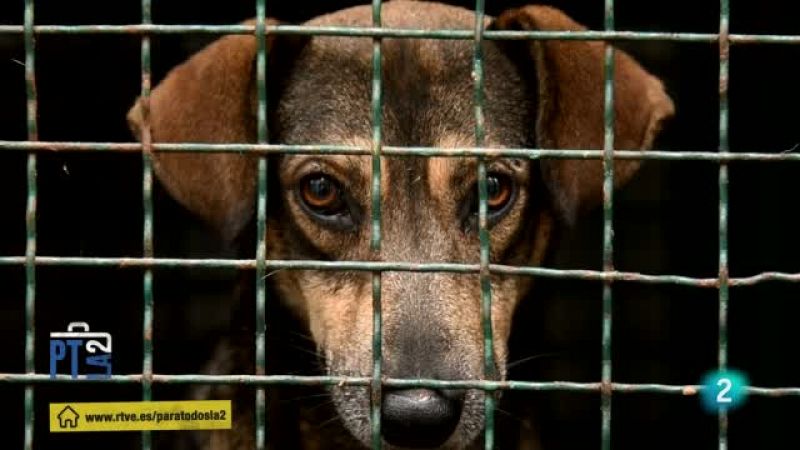 Adopciones de animales. Evelyn Segura | Ver