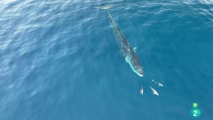 La aventura del Saber - MNCN Ballenas a través de la ciencia y el arte