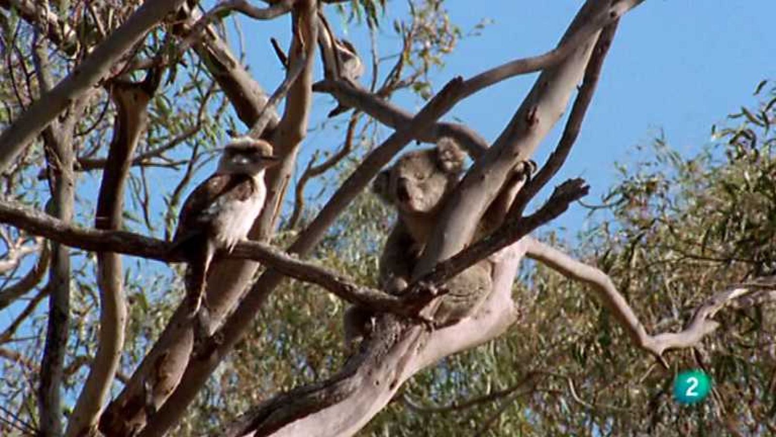 Grandes documentales - Australia: Bajo un sol de justicia - Ver ahora