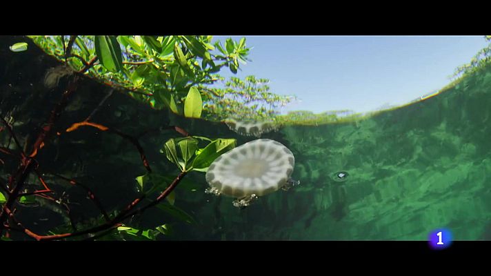 L'Informatiu - El Festival de cinema mediambiental SUNCINE arriba a Barcelona