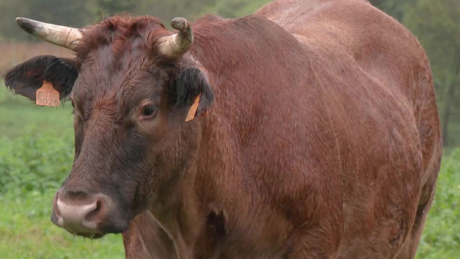 A cuerpo de buey | Ver