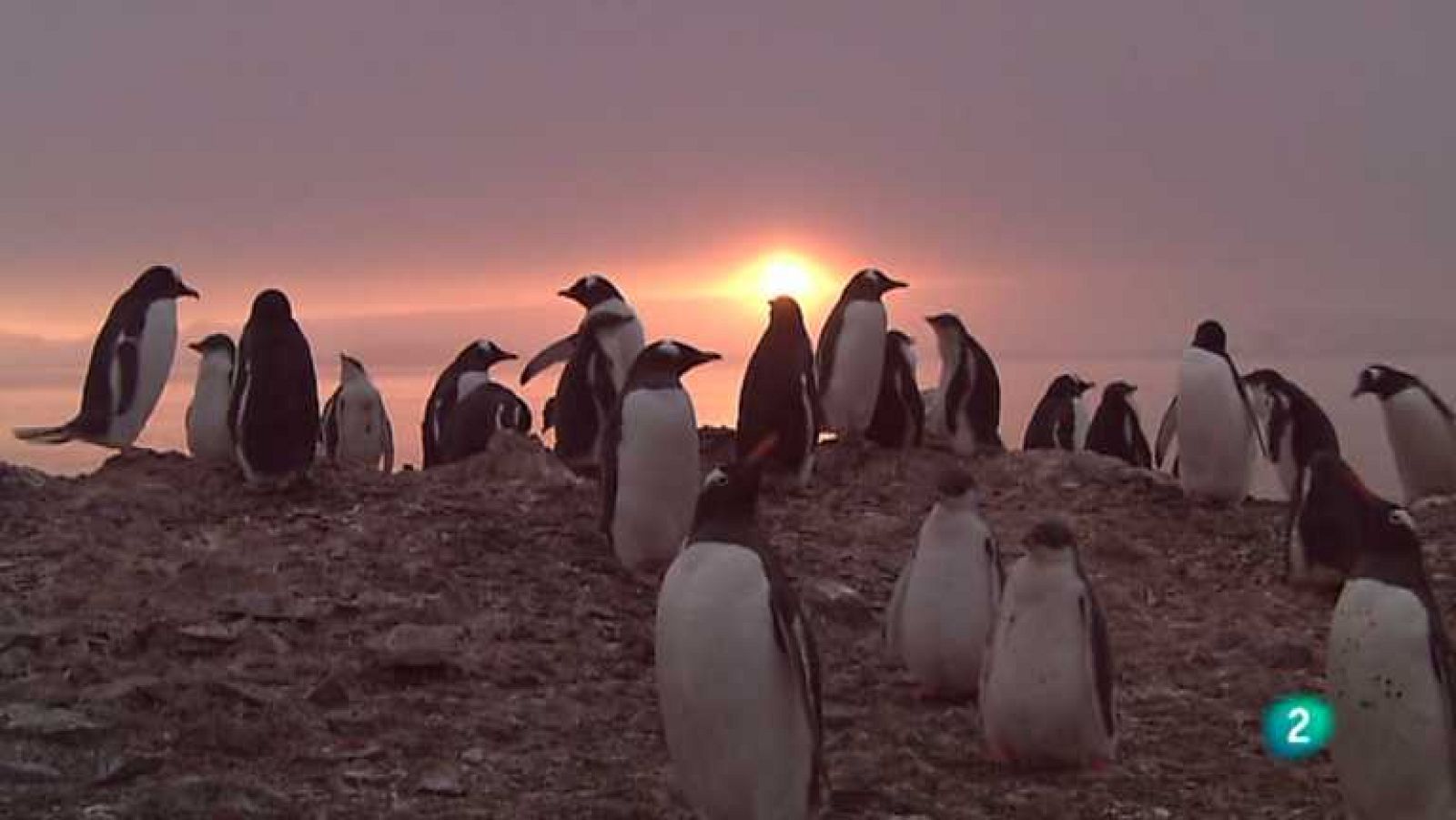 Grandes documentales - Pingüinos: La vida salvaje de La Antártida - Ver ahora