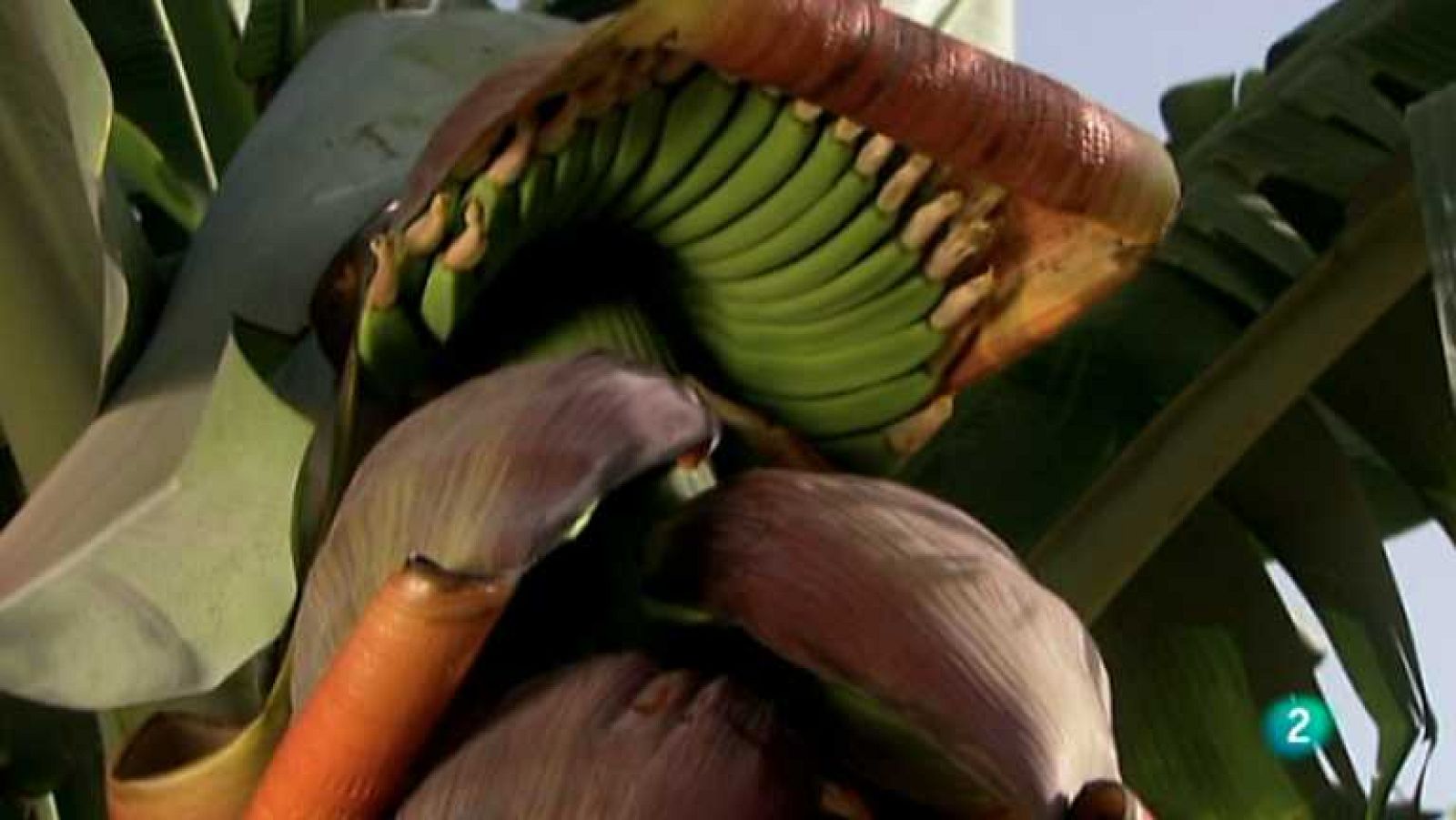 Biodiario - 02/01/13 - Ver ahora