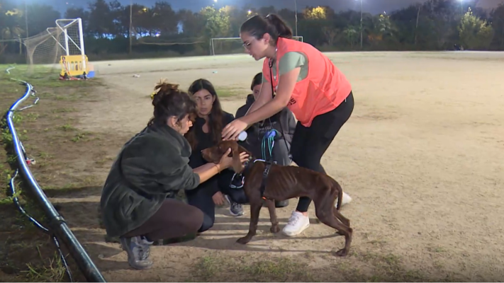 Telediario 1 - Mascotas buscan dueño tras la DANA