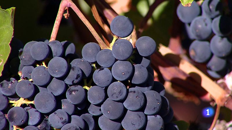 Informativo Telerioja - 08-11-2024 | Ver