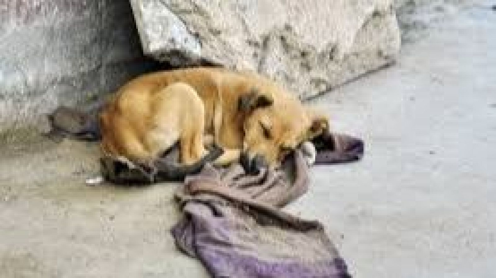 Para todos La 2 - 09/11/24 - ver ahora