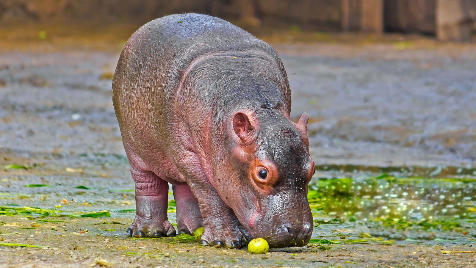 Aquí la Tierra – El pequeño hipopótamo | Ver