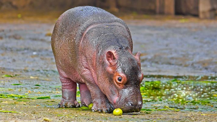 Aquí la Tierra - El pequeño hipopótamo