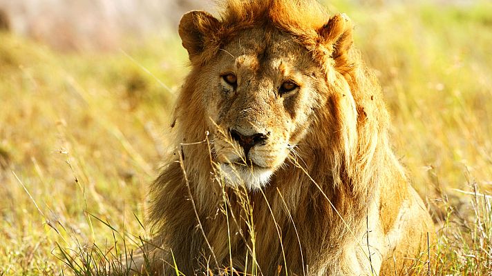 Majestuoso león en la sabana africana, imagen del documental \"Somos Doc Leones\".