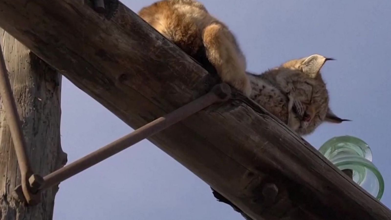 Aquí la Tierra – Lince al rescate | Ver