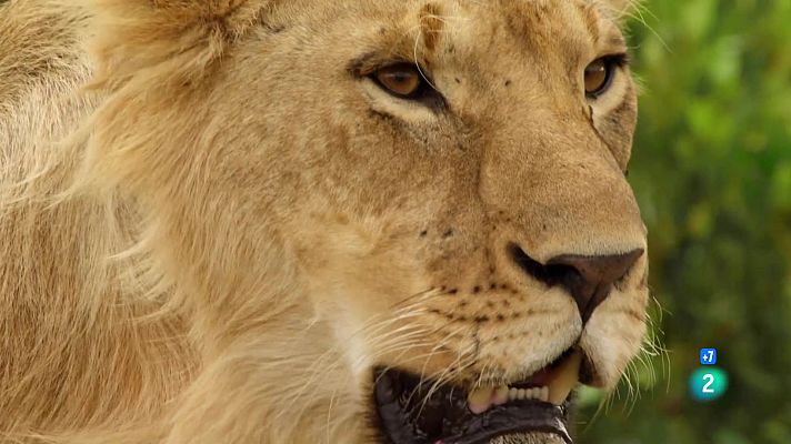 Som Documentals - Lleons, el superpoder d'Àfrica