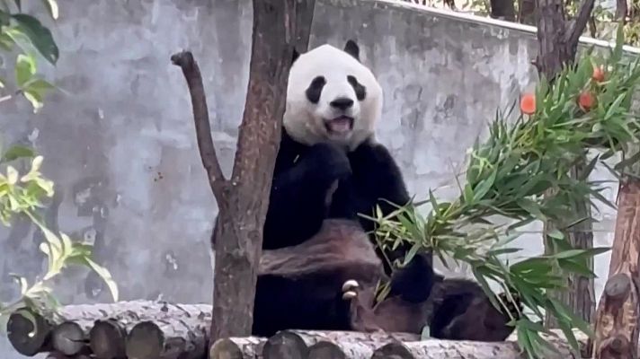 Aquí la Tierra - La sencilla vida del panda