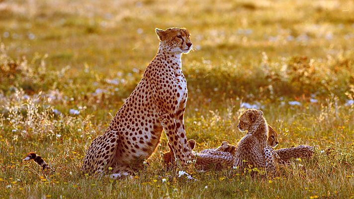 Guepardo madre con sus tres cachorros en la sabana africana al atardecer.
