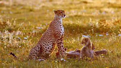 El guepardo, superar las dificultades