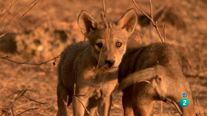Grandes documentales - Los lobos del desierto de La India